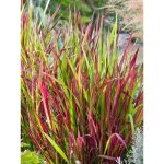 Imperata cylindrica 'red baron' pot de 2l / 3l