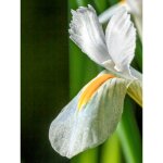 Iris r�ticul� 'natascha' bulbe calibre 5 + (par 15)