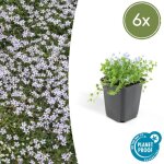 Isotoma fluviatilis plante couvre - sol - taille 10 - 25 cm - pot �9 cm? comfortxl green
