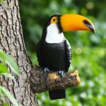 Jalleria - figurine toucan, statue de toucan, oiseaux artificiels en r�sine, statue d'animal de jardin, ...