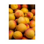 Le jardin du pic vert - abricotier 'canino' pot de 7, 5l / 10l, gobelet