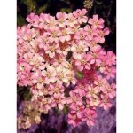 Le jardin du pic vert - achill�e millefeuille 'apfelbl�te' godet de 8 / 9 cm