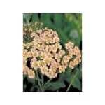 Le jardin du pic vert - achillée millefeuille 'hannelore pahl' godet de 8 / 9 cm Le jardin du pic vert - achillée millefeuille 'hannelore pahl' godet de 8 / 9 cm