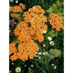 Le jardin du pic vert - achill�e 'terracotta' pot de 2l / 3l