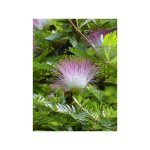 Le jardin du pic vert - arbres aux houppettes du surinam pot de 7, 5l / 10l Le jardin du pic vert - arbres aux houppettes du surinam pot de 7, 5l / 10l