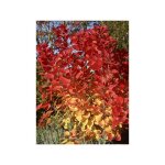 Le jardin du pic vert - arbre  perruque 'flamissimo ' pot de 4l / 5l