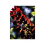 Le jardin du pic vert - arbre  perruque 'royal purple' pot de 4l / 5l