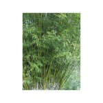 Le jardin du pic vert - bambou des haies pot de 4l / 5l