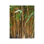 Le jardin du pic vert - bambou 'kimmei' pot de 4l / 5l
