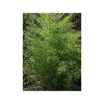 Le jardin du pic vert - bambou noir pot de 7, 5l / 10l