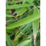 Le jardin du pic vert - bambou non tra�ant 'formidable' pot de 4l / 5l