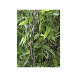 Le jardin du pic vert - bambou non traant 'volcano ' pot de 2l / 3l