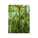 Le jardin du pic vert - bambou non traçant 'wenchuan' pot de 2l / 3l Le jardin du pic vert - bambou non traçant 'wenchuan' pot de 2l / 3l