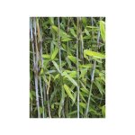 Le jardin du pic vert - bambou non traçant 'winter joy ' pot de 2l / 3l Le jardin du pic vert - bambou non traçant 'winter joy ' pot de 2l / 3l