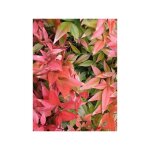 Le jardin du pic vert - bambou sacr 'gulf stream' pot de 7, 5l / 10l