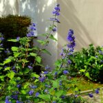 Le jardin du pic vert - barbe - bleue, spir�e bleue 'sterling silver' - lissilv - godet de 8 / 9 cm
