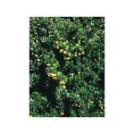 Le jardin du pic vert - berberis buxifolia 'nana' pot de 7, 5l / 10l Le jardin du pic vert - berberis buxifolia 'nana' pot de 7, 5l / 10l