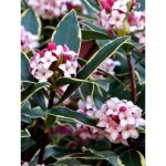 Bois - joli odorant 'aureomarginata' pot de 2l / 3l