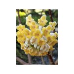 Buisson � papier 'nanjing gold ' pot de 2l / 3l