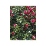 Cam�lia du japon 'lady campbell' pot de 3l / 4l