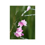 Le jardin du pic vert - canne � p�che des anges godet de 8 / 9 cm