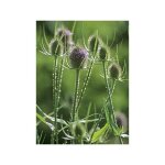 Card�re commune, cabaret des oiseaux godet de 8 / 9 cm