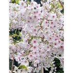 Le jardin du pic vert - cerisier � fleur yedoensis pot de 12l / 15l