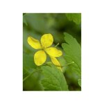 Chlidoine godet de 7 / 8 cm