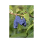 Ch�vrefeuille � baies de miel 'duet' pot de 1, 5l / 2l, buisson