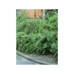 Le jardin du pic vert - ch�vrefeuille � cupule pot de 2l / 3l