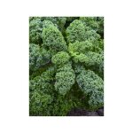 Chou fris� kale 'blue scotch curled' le sachet de 250 graines (1g)