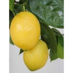 Le jardin du pic vert - citronnier 'lemox' pot de 4l / 5l, 1 / 4 de tige