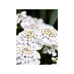 Le jardin du pic vert - corbeille d'argent, thlaspi 'masterpiece' godet de 8 / 9 cm