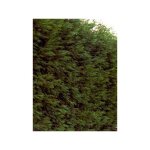Le jardin du pic vert - cyprs de leyland pot de 2l / 3l