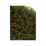 Le jardin du pic vert - cypr�s de leyland pot de 4l / 5l