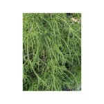 Le jardin du pic vert - cypr�s sawara 'filifera' pot de 2l / 3l
