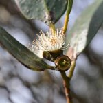 Le jardin du pic vert - eucalyptus kybeanensis - frêne kybean mallee pot de 4l / 5l, pot anti - chignon ... Le jardin du pic vert - eucalyptus kybeanensis - frêne kybean mallee pot de 4l / 5l, pot anti - chignon ...