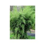 Le jardin du pic vert - fargesia robusta pot de 4l / 5l