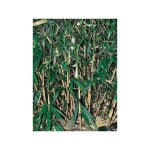 Le jardin du pic vert - fargesia rufa pot de 4l / 5l