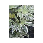 Le jardin du pic vert - faux aralia 'spider's web' pot de 6l / 7l