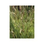 Le jardin du pic vert - flouve odorante, chiendent odorant godet de 8 / 9 cm