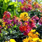 Le jardin du pic vert - graines de girofl�e ravenelle fair lady mix - erysimum ou cheiranthus cheirii ...