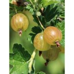 Le jardin du pic vert - groseiller  maquereau 'solemia crispa' pot de 6l / 7l, tige de 40 cm