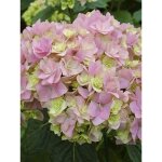 Le jardin du pic vert - hortensia 'you and me together' pot de 3l / 4l