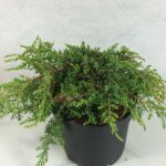 Le jardin du pic vert - juniperus communis hornibrookii - gen�vrier commun pot de 2l / 3l