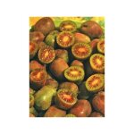 Le jardin du pic vert - kiwi, kiwai 'ken's red' femelle pot de 1, 5l / 2l