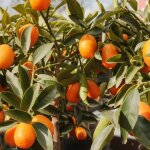 Le jardin du pic vert - kumquat à fruits ovales - fortunella margarita pot de 4l / 5l, 1 / 4 de tige Le jardin du pic vert - kumquat à fruits ovales - fortunella margarita pot de 4l / 5l, 1 / 4 de tige