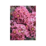 Le jardin du pic vert - lilas des indes 'coral magic' pot de 2l / 3l Le jardin du pic vert - lilas des indes 'coral magic' pot de 2l / 3l