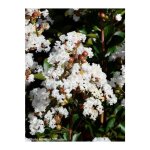 Le jardin du pic vert - lilas des indes 'neige d été®' pot de 3l / 4l Le jardin du pic vert - lilas des indes 'neige d été®' pot de 3l / 4l