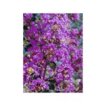 Lilas des indes 'pecharmant' pot de 7, 5l / 10l